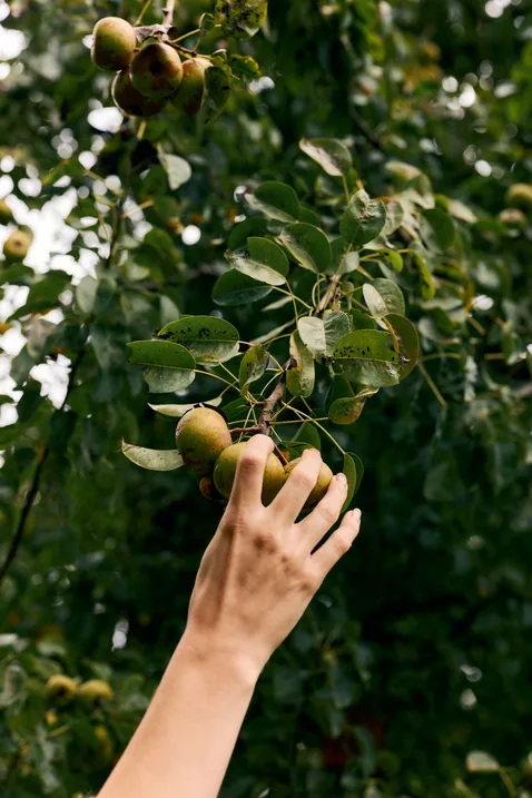 Hand reaching up to pick pears from a tree branch