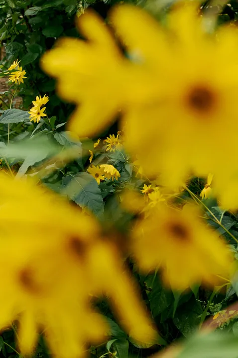 Close-up of yellow wildflowers in sunlight